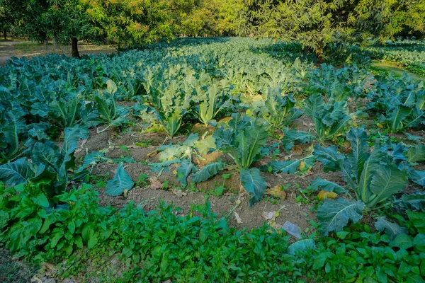 Цветок Каули Brassica Facea Культивируемый Сфере Культуры Вид Зеленое Фермерство — стоковое фото