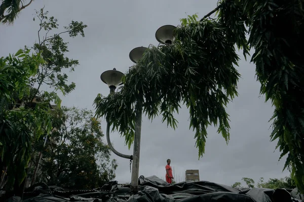Howrah, West Bengal, India - 21st May 2020 : Super cyclone Amphan uprooted tree which fell on roof and severly damaged it. A desparate man is trying to repair the roof top.