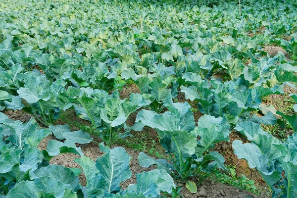 Cabbage Brassica Oleracea Being Cultivated Agriculture Field West Bengal India — Stock Photo, Image