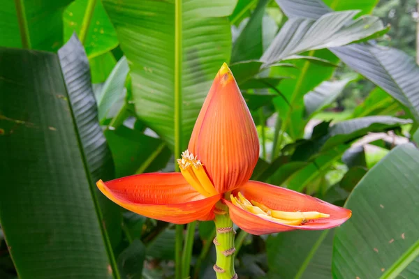 Eine Blühende Rote Bananenblume Die Auf Einem Bananenbaum Wächst Aufgenommen — Stockfoto