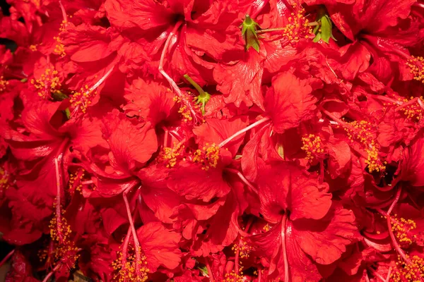 Hibiscus Bloemen Worden Verkocht Aan Toegewijden Kalighat Markt Beeld Opname — Stockfoto