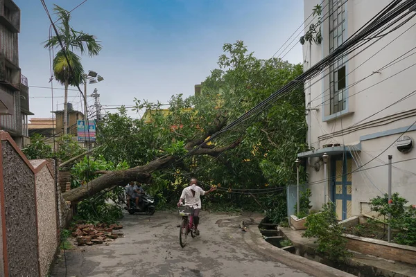 Howrah, West Bengal, India - 21st May 2020 : Super cyclone Amphan uprooted tree which fell and blocked road. The devastation has made many trees fall on ground.