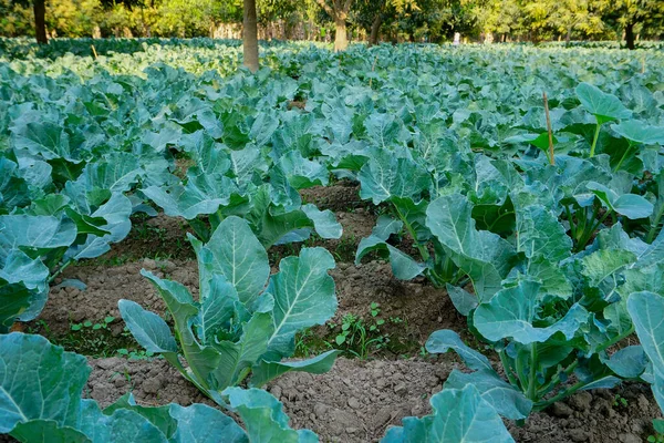 Flor Del Cauli Brassica Oleracea Cultivada Campo Agrícola Vista Agricultura — Foto de Stock