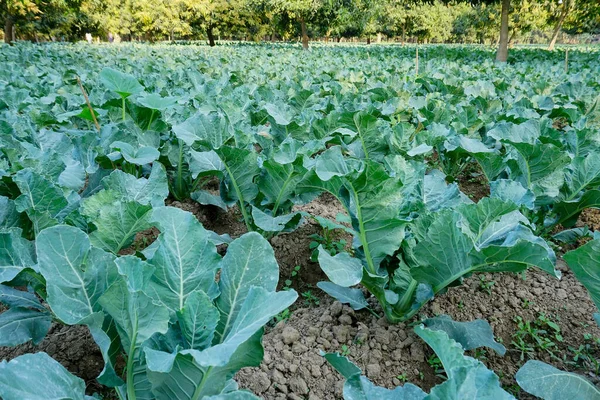 Cauli Flower Brassica Oleracea Being Cultivated Agriculture Field View Green — Stock Photo, Image