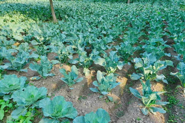 Col Brassica Oleracea Cultiva Campo Agrícola Bengala Occidental India Agricultura — Foto de Stock