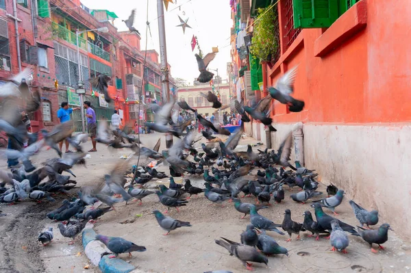 KOLKATA, WEST BENGAL, INDIA - DECEMBER 24TH 2017 : Pigeons on the footpath of Bow barracks, Kolkata, West Bengal - India