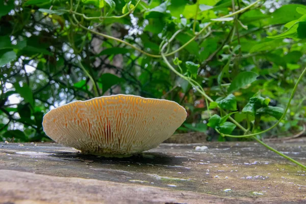 Seitenansicht Von Rundpilz Auf Braunem Baumstamm Naturaufnahme Aufgenommen Howrah Westbengalen — Stockfoto