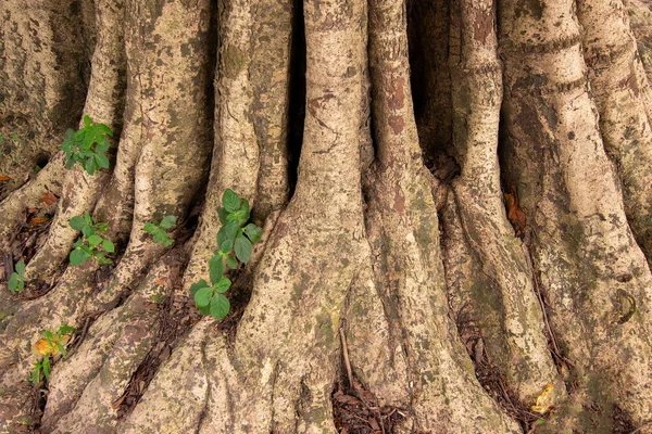 Zelené Listy Rostoucí Hnědé Velké Kořeny Stromů Příroda Stock Obraz — Stock fotografie