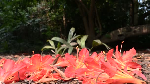 Flores Deitadas Chão Floresta Primavera Uma Floresta Vários Pássaros Chamando — Vídeo de Stock