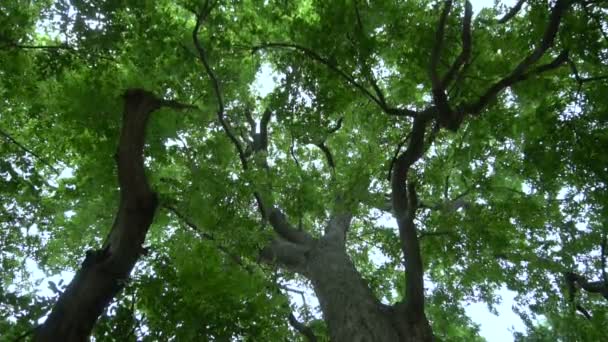 Grand Arbre Avec Des Feuilles Vertes Déplaçant Dans Brise Images — Video