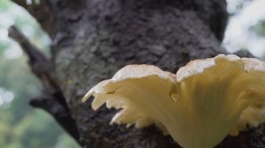 Kolkata, Batı Bengal, Hindistan - 10 Mart 2020: Dol utsab veya Holi festivalinde renkli Hint elbiseleri giymiş Bengalli genç kızların grup dansı. Hindistan 'da bahar kutlaması. 4K görüntü.