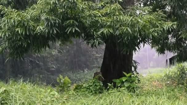 Deszcz Padający Wewnątrz Leśnej Podłogi Zieloną Roślinnością Duże Drzewo Zielonymi — Wideo stockowe
