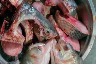 Tenualosa ilisha, ilish, ilisha, hilsa Hindistan 'da çok popüler bir besin balığıdır, özellikle Batı Bengal' de Bengalliler için. Bangladeş 'in ulusal balığı. Parçalar kesilmiş ve pişirilmeye hazır..