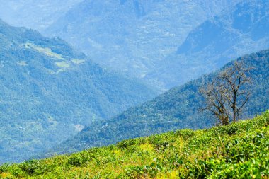 Ravangla, Sikkim 'in Temi Çay Bahçesi, güzel geniş çay tarlaları, yavaş yavaş eğimli tarlalar ve arka planda mavi gökyüzü. Sikkim 'de sadece bir çay bahçesi, dünyanın en iyilerinden biri..