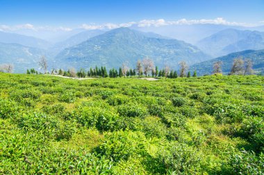 Ravangla, Sikkim 'in Temi Çay Bahçesi, güzel geniş çay tarlaları, yavaş yavaş eğimli tarlalar ve arka planda mavi gökyüzü. Sikkim 'de sadece bir çay bahçesi, dünyanın en iyilerinden biri..