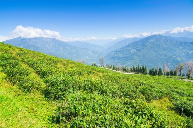 Ravangla, Sikkim 'in Temi Çay Bahçesi, güzel geniş çay tarlaları, yavaş yavaş eğimli tarlalar ve arka planda mavi gökyüzü. Sikkim 'de sadece bir çay bahçesi, dünyanın en iyilerinden biri..