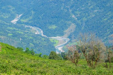 Ravangla, Sikkim 'deki Temi Çay Bahçesi' nin arka planında Tista nehir yatağı. Dağları aşamalı olarak eğimli ve mavi gökyüzü olan güzel geniş çay tarlası. Sikkim 'deki tek çay bahçesi..