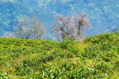 Kiraz çiçeği ya da sakura, Prunus alt cinsi Cerasus 'ta bulunan ağaçların çiçeğidir. Ravangla, Sikkim 'deki Temi Çay Bahçesi' nde kiraz ağaçları. Yavaş yavaş eğimli tarlalarda güzel, geniş çay tarlaları..