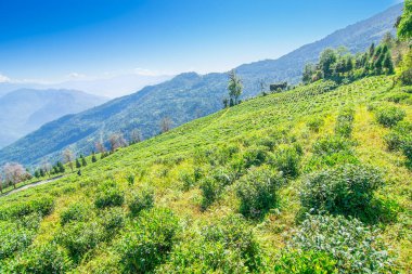 Ravangla, Sikkim 'in Temi Çay Bahçesi, güzel geniş çay tarlaları, yavaş yavaş eğimli tarlalar ve arka planda mavi gökyüzü. Sikkim 'de sadece bir çay bahçesi, dünyanın en iyilerinden biri..