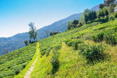 Ravangla, Sikkim 'deki Temi Çay Bahçesi' ne giden bir yol. Arkasında dağlar ve mavi gökyüzü olan aşamalı eğimli bir tarlada muazzam bir çay tarlası. Sikkim 'de sadece bir çay bahçesi..