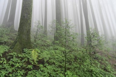Ünlü çam ağacındaki yeşil bitkilerin çalıları, bilimsel adı Pinus, Lepchajagat ormanı, Darjeeling, Batı Bengal, Hindistan. Himalayalar 'ın gür yeşillik manzarası sisli muson havası.