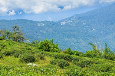 Ravangla, Sikkim 'in Temi Çay Bahçesi, güzel geniş çay tarlaları, yavaş yavaş eğimli tarlalar ve arka planda mavi gökyüzü. Sikkim 'de sadece bir çay bahçesi, dünyanın en iyilerinden biri..