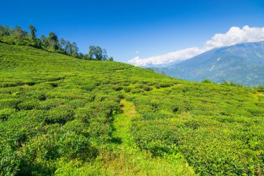 Ravangla, Sikkim 'in Temi Çay Bahçesi, güzel geniş çay tarlaları, yavaş yavaş eğimli tarlalar ve arka planda mavi gökyüzü. Sikkim 'de sadece bir çay bahçesi, dünyanın en iyilerinden biri..