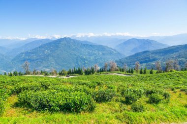 Ravangla, Sikkim 'in Temi Çay Bahçesi, güzel geniş çay tarlaları, yavaş yavaş eğimli tarlalar ve arka planda mavi gökyüzü. Sikkim 'de sadece bir çay bahçesi, dünyanın en iyilerinden biri..