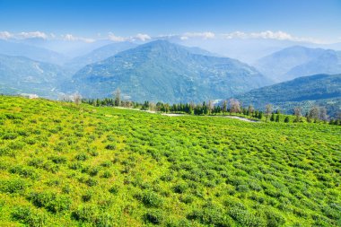 Ravangla, Sikkim 'in Temi Çay Bahçesi, güzel geniş çay tarlaları, yavaş yavaş eğimli tarlalar ve arka planda mavi gökyüzü. Sikkim 'de sadece bir çay bahçesi, dünyanın en iyilerinden biri..