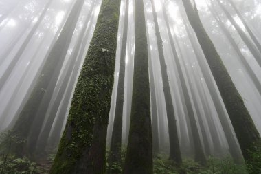 Meşhur çam ağacının sisli ormanının, bilimsel adı Pinus olan Lepchajagat ormanının, Darjeeling 'in, Batı Bengal' in, Hindistan 'ın aşağısından manzara. Himalayalar 'ın gür yeşillik manzarası sisli muson havası.