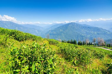 Ravangla, Sikkim 'in Temi Çay Bahçesi, güzel geniş çay tarlaları, yavaş yavaş eğimli tarlalar ve arka planda mavi gökyüzü. Sikkim 'de sadece bir çay bahçesi, dünyanın en iyilerinden biri..