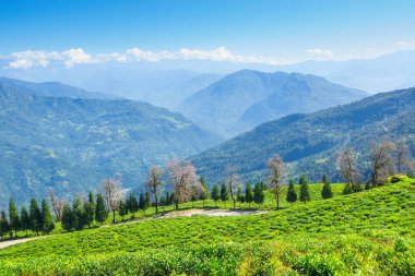 Ravangla, Sikkim 'in Temi Çay Bahçesi, güzel geniş çay tarlaları, yavaş yavaş eğimli tarlalar ve arka planda mavi gökyüzü. Sikkim 'de sadece bir çay bahçesi, dünyanın en iyilerinden biri..