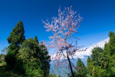 Kiraz çiçeği ya da sakura, Prunus alt cinsi Cerasus 'ta bulunan ağaçların çiçeğidir. Ravangla 'da kiraz ağaçları, Sikkim, arka planda güzel mavi gökyüzü..