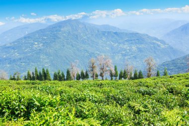 Ravangla, Sikkim 'in Temi Çay Bahçesi, güzel geniş çay tarlaları, yavaş yavaş eğimli tarlalar ve arka planda mavi gökyüzü. Sikkim 'de sadece bir çay bahçesi, dünyanın en iyilerinden biri..