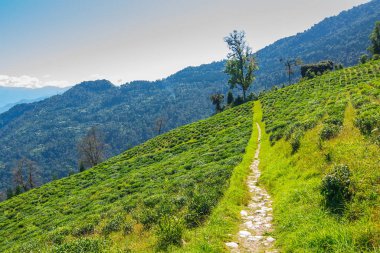 Ravangla, Sikkim 'deki Temi Çay Bahçesi' ne giden bir yol. Arkasında dağlar ve mavi gökyüzü olan aşamalı eğimli bir tarlada muazzam bir çay tarlası. Sikkim 'de sadece bir çay bahçesi..