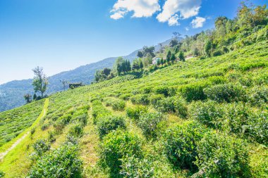 Ravangla, Sikkim 'in Temi Çay Bahçesi, güzel geniş çay tarlaları, yavaş yavaş eğimli tarlalar ve arka planda mavi gökyüzü. Sikkim 'de sadece bir çay bahçesi, dünyanın en iyilerinden biri..