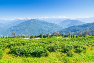 Ravangla, Sikkim 'in Temi Çay Bahçesi, güzel geniş çay tarlaları, yavaş yavaş eğimli tarlalar ve arka planda mavi gökyüzü. Sikkim 'de sadece bir çay bahçesi, dünyanın en iyilerinden biri..