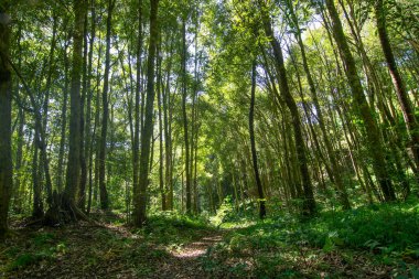 Yeşilli yeşil orman Zehirli Göl, Zehirli Pokhari. Lepchas, yerliler gölet suyunu zehirlediler, ana su kaynağını şifalı otlar kullanarak, böylece İngiliz ordusunun neredeyse yarısını öldürdüler. Rinchenpong, Sikkim, Hindistan.