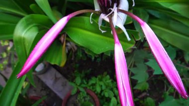 Lily 'nin çiçek yapraklarının üzerine düşen yağmur damlalarının güzel bir HD videosu, sanatsal doğa görüntüsü. Howrah, Batı Bengal, Hindistan.