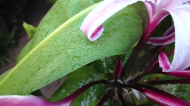 Lily 'nin çiçek yapraklarının üzerine düşen yağmur damlalarının güzel bir HD videosu, sanatsal doğa görüntüsü. Howrah, Batı Bengal, Hindistan.