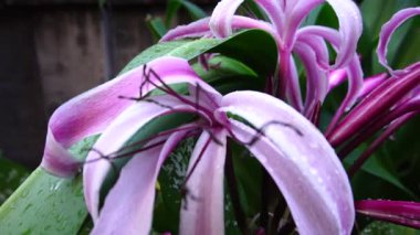 Lily 'nin çiçek yapraklarının üzerine düşen yağmur damlalarının güzel bir HD videosu, sanatsal doğa görüntüsü. Howrah, Batı Bengal, Hindistan.