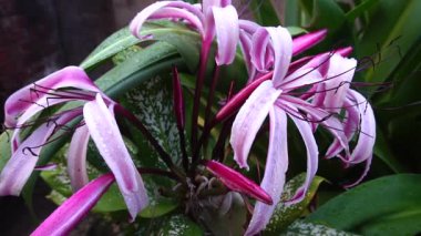 Lily 'nin çiçek yapraklarının üzerine düşen yağmur damlalarının güzel bir HD videosu, sanatsal doğa görüntüsü. Howrah, Batı Bengal, Hindistan.