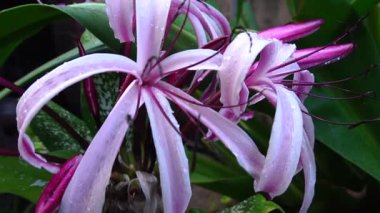 Lily 'nin çiçek yapraklarının üzerine düşen yağmur damlalarının güzel bir HD videosu, sanatsal doğa görüntüsü. Howrah, Batı Bengal, Hindistan.