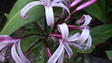 Lily 'nin çiçek yapraklarının üzerine düşen yağmur damlalarının güzel bir HD videosu, sanatsal doğa görüntüsü. Howrah, Batı Bengal, Hindistan.