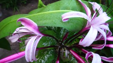 Lily 'nin çiçek yapraklarının üzerine düşen yağmur damlalarının güzel bir HD videosu, sanatsal doğa görüntüsü. Howrah, Batı Bengal, Hindistan.