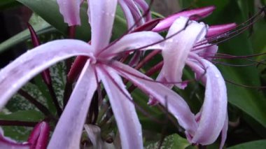 Lily 'nin çiçek yapraklarının üzerine düşen yağmur damlalarının güzel bir HD videosu, sanatsal doğa görüntüsü. Howrah, Batı Bengal, Hindistan.