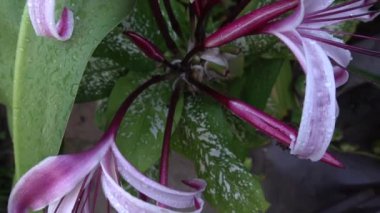 Lily 'nin çiçek yapraklarının üzerine düşen yağmur damlalarının güzel bir HD videosu, sanatsal doğa görüntüsü. Howrah, Batı Bengal, Hindistan.