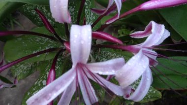 Lily 'nin çiçek yapraklarının üzerine düşen yağmur damlalarının güzel bir HD videosu, sanatsal doğa görüntüsü. Howrah, Batı Bengal, Hindistan.