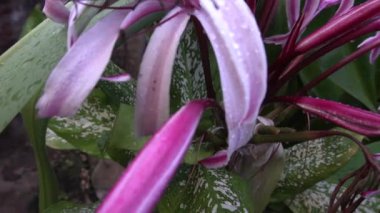 Lily 'nin çiçek yapraklarının üzerine düşen yağmur damlalarının güzel bir HD videosu, sanatsal doğa görüntüsü. Howrah, Batı Bengal, Hindistan.