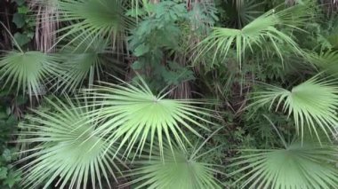 Palmiye yaprakları, doğa stoku görüntüleri, Howrah, Batı Bengal, Hindistan.